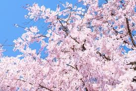 京都のサクラ